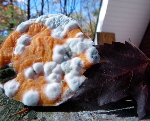mold-on-cooked-yam-2639519_640